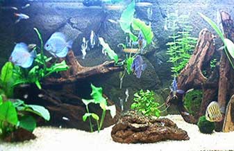 Fishland - Foto 1