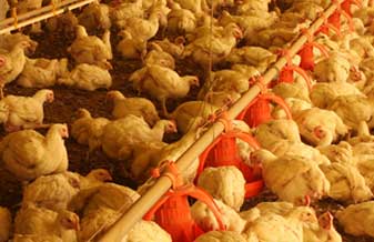 Casa de Aves Pantanal - Foto 1