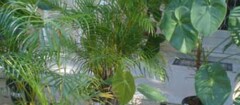 plantas-ornamentais-campo-belo-1387213624