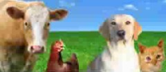 produtos-veterinarios-campo-belo-1387201815