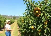 dicas de como cuidar de árvores frutíferas